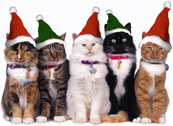 santa cats